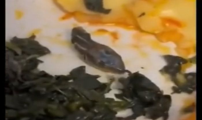 Mid-Air Horror: Flight Attendant Finds Severed Snake Head in Meal | WATCH