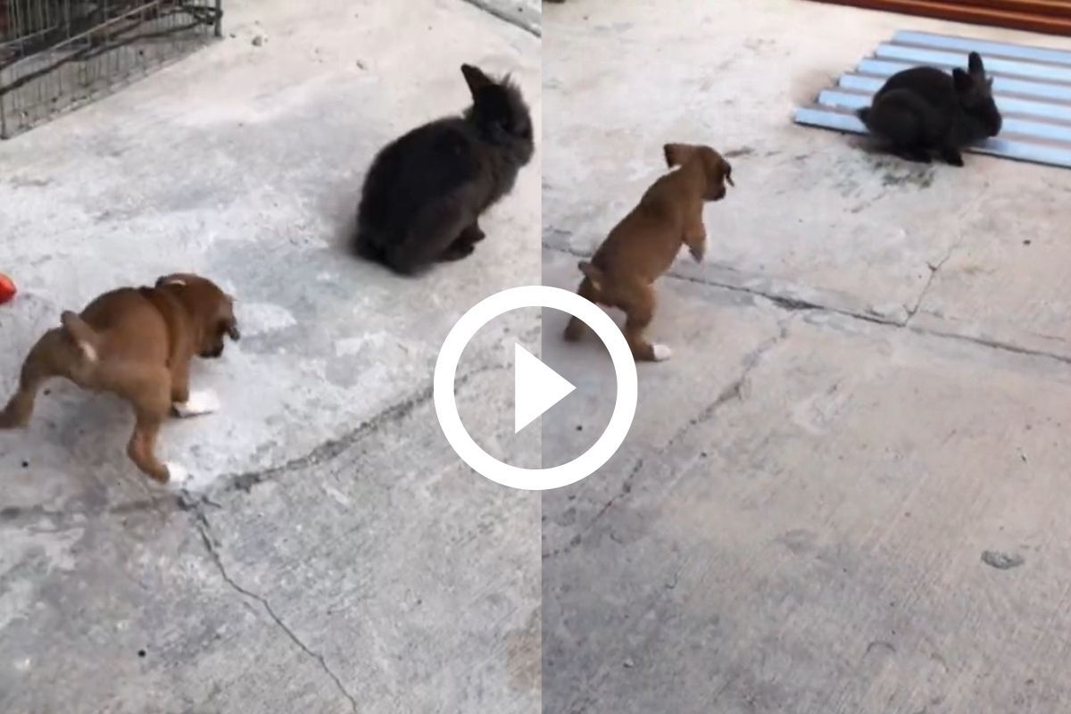 Adorable Puppy Hops Behind Rabbit Thinking He's a Bunny, Viral Video