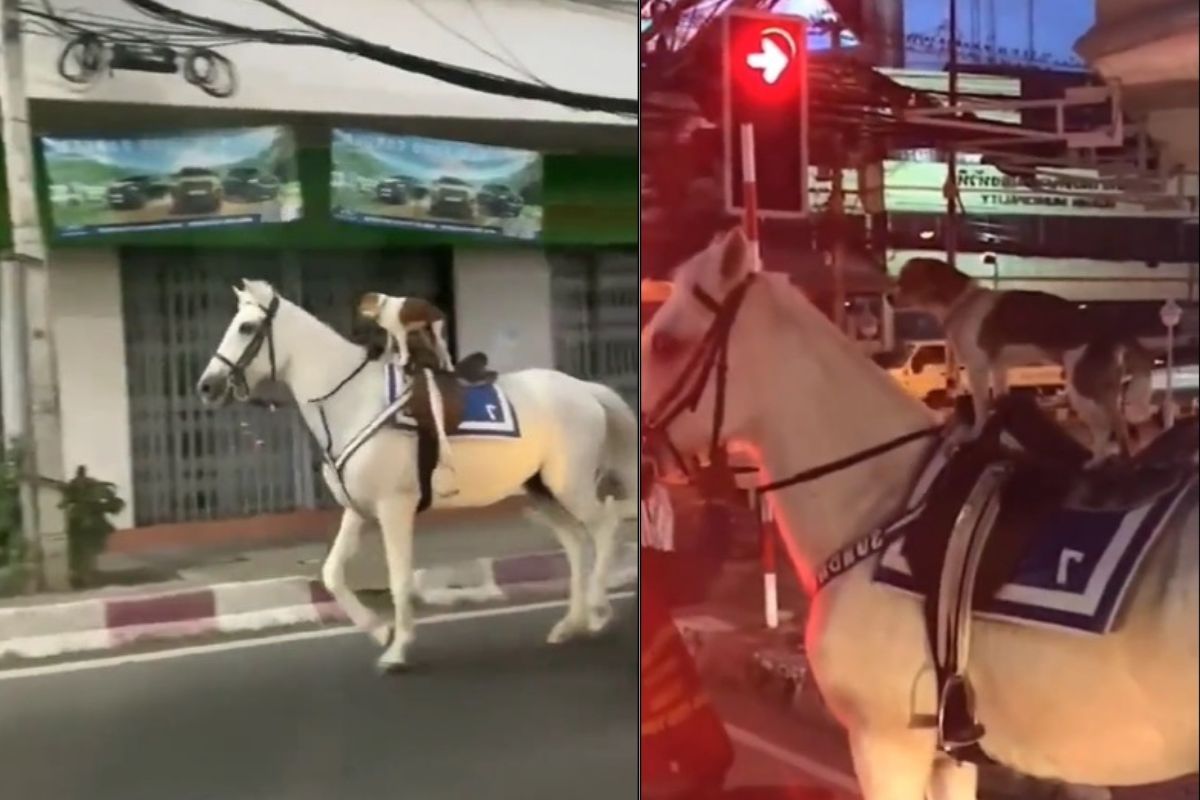 Viral Video: Puppy Rides Horse Through City By Itself, Reminds Internet of Paw Patrol Cartoon. Watch Viral Video: Puppy Rides Horse Through City By Itself, Reminds Internet of Paw Patrol Cartoon. Watch