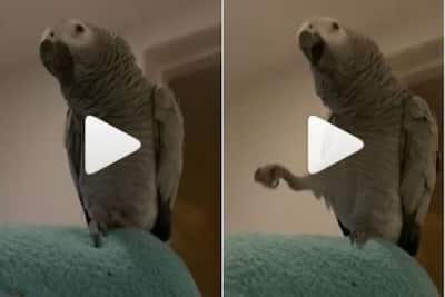 The same video of a parakeet dancing with different songs