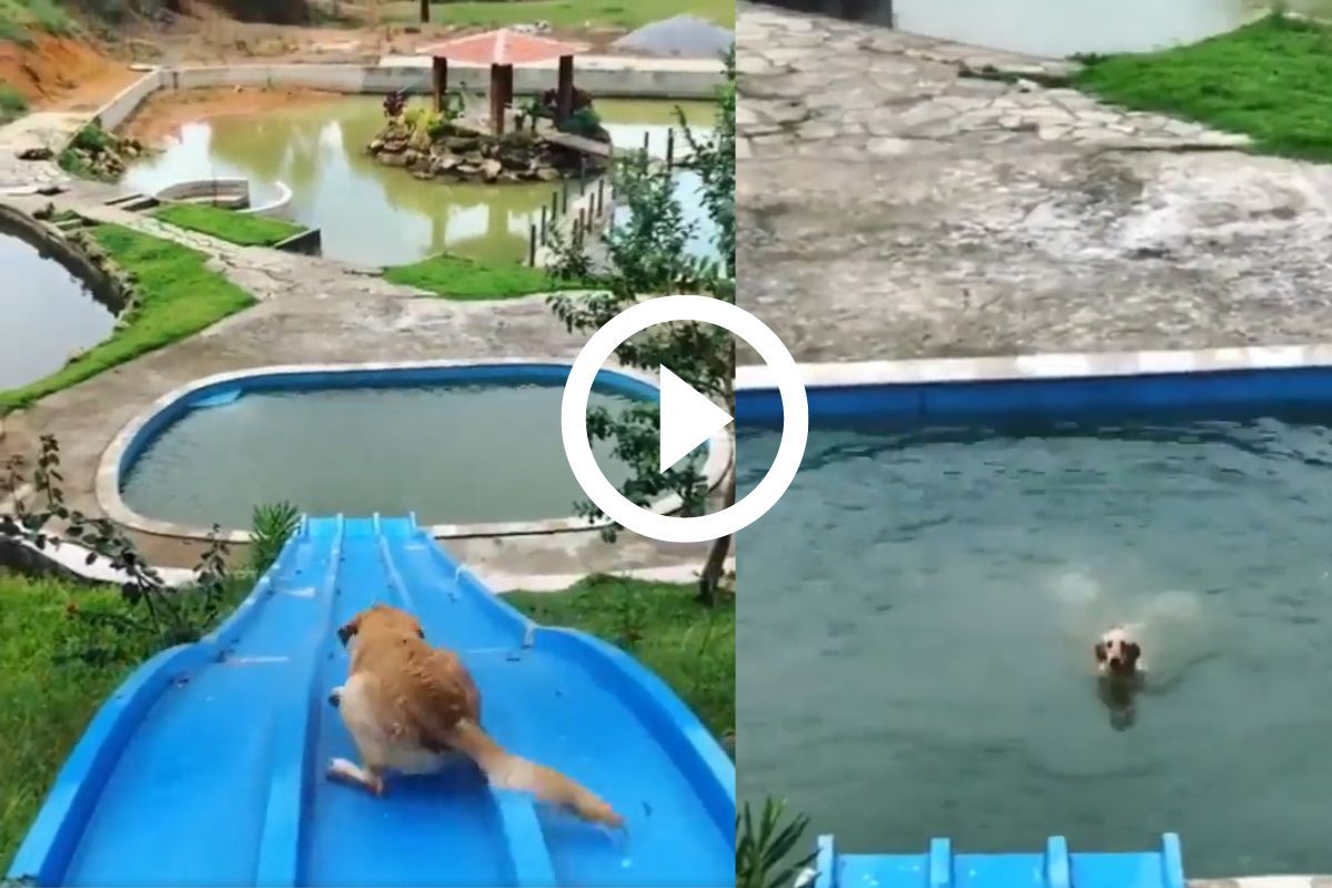 Viral Video: This Dog Going Down a Huge Slide To Swim In The Pool Is a ...