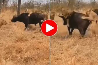 Viral Video: 7 Lionesses Attack a Buffalo, Then Comes This Jaw-Dropping  Twist. Watch