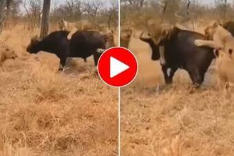 Viral Video: 7 Lionesses Attack a Buffalo, Then Comes This Jaw-Dropping Twist. Watch Viral Video: 7 Lionesses Attack a Buffalo, Then Comes This Jaw-Dropping Twist. Watch