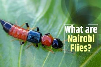 All You Need to Know About Nairobi Fly- Skin Burning Insect Causing  Diseases in Bihar And Sikkim
