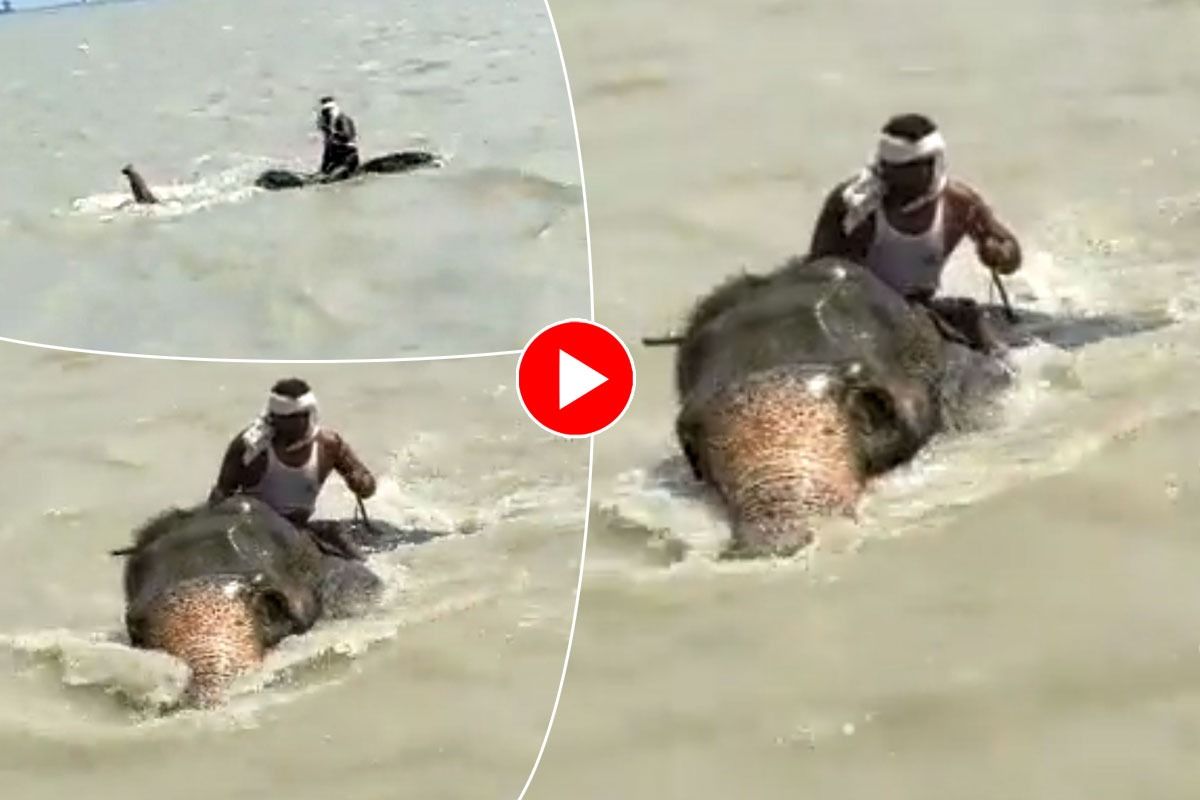 Hathi Ka Video खुद डूबने लगा हाथी मगर महावत पर आंच नहीं आने दी, अंत