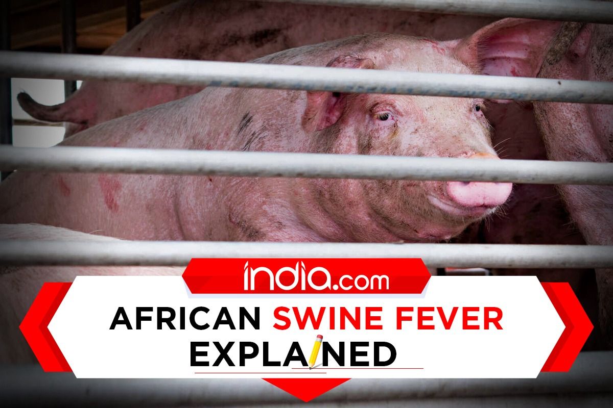 What Is African Swine Fever Detected In Assam, Different Northeastern States Defined