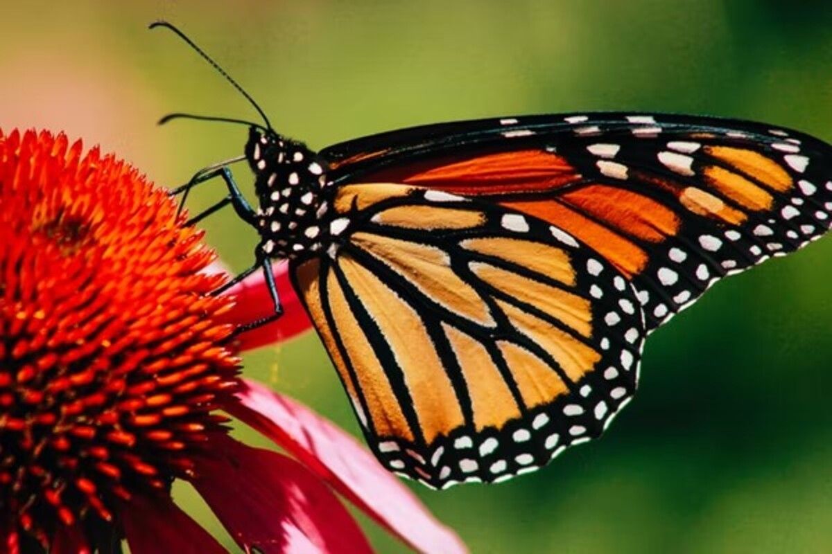 Migratory Monarch Butterflies Two Steps Away From Extinction, Listed As Endangered