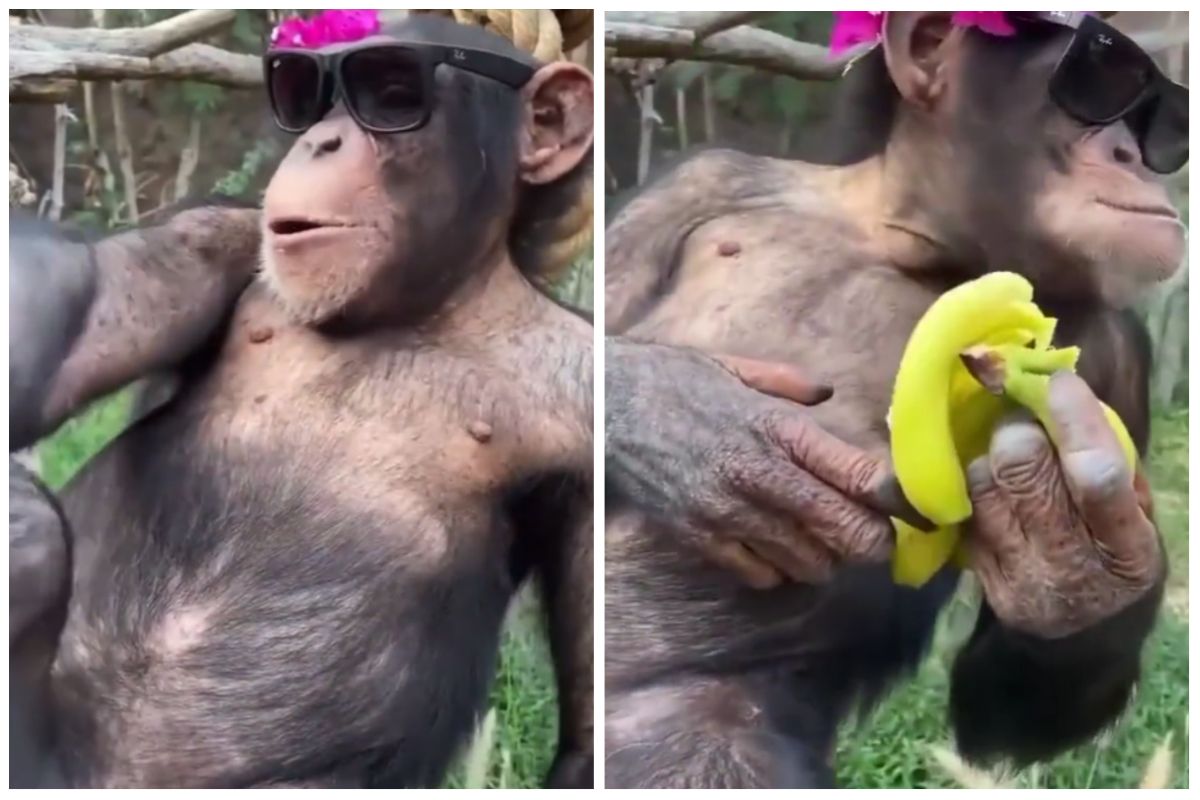 Viral Video: Monkey Sits on a Rope & Enjoys Eating Banana, Chills Like a  Boss | Watch