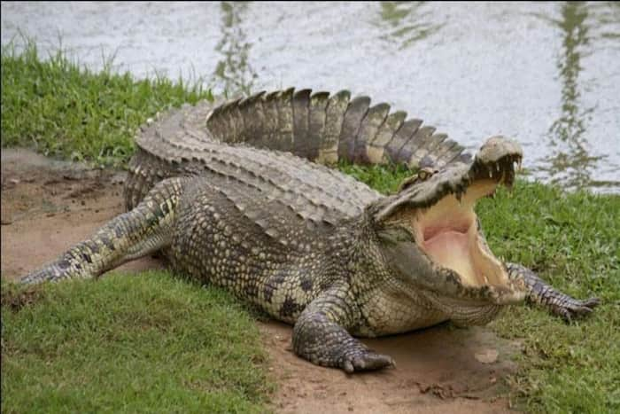 WATCH Crocodile Swallows Boy In Chambal River Villagers Capture The ...