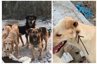 29 Dogs Including Puppies Shot Dead in Qatar by Armed Gunmen, Brutal Incident Sparks Online Outrage