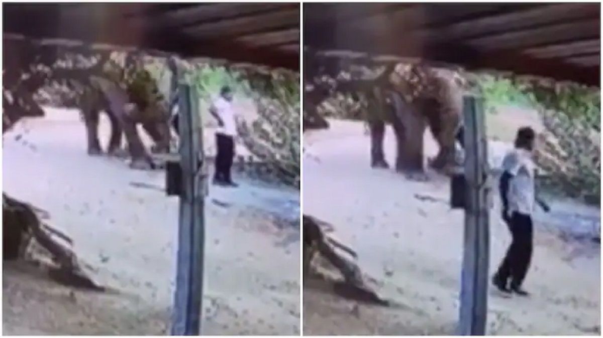 Viral Video: Gentle Elephant Throws Dirt on Man To Move Him Aside At Sri  Lanka Hotel. Watch