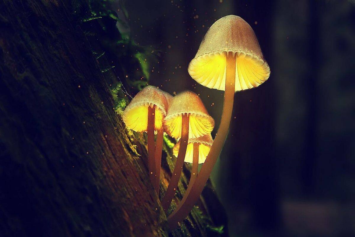 Do You Know About The Glowing Forest In Maharashtra? A Surreal 
