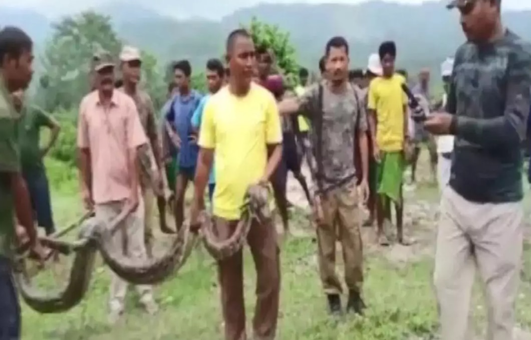 Massive 12-Feet-Long Injured Python Rescued in Assam Near India-Bhutan ...