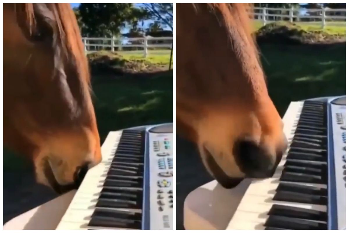 Viral Video: Talented Horse Plays The Piano With His Nose & Mouth, Result  is Too Funny | Watch