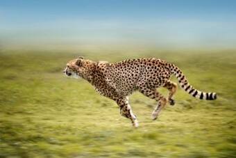 Fastest Animal Cheetah To Return To India After 70 Years Here Is What We Know Fastest Animal Cheetah To Return To India After 70 Years Here Is What We Know