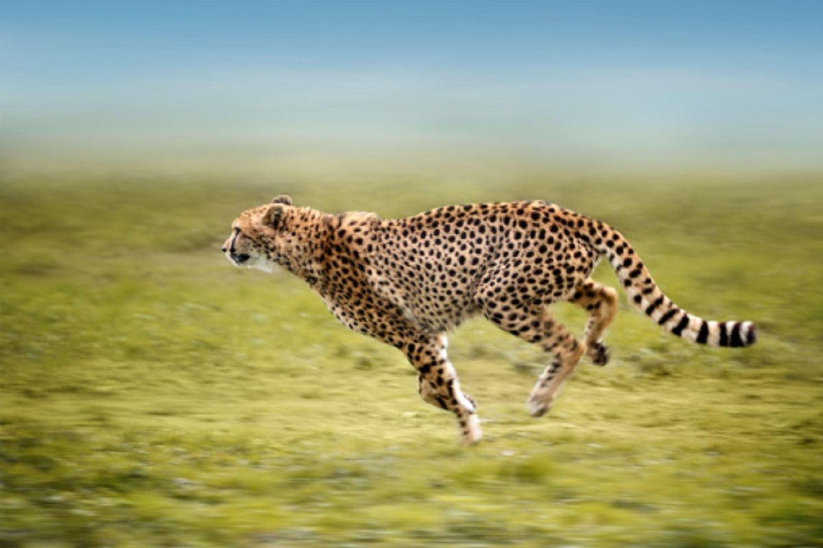Fastest Animal Cheetah To Return To India After 70 Years Here Is What We  Know