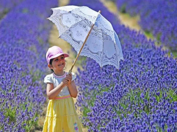 Lavender By The Pool (@lavenderbythepool) • Instagram photos and videos