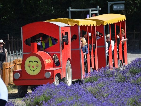 purple paradise, mayfield farm, mayfield farm surrey, lavender farms, lavender farms surrey, travel in UK, London, places to visit in London, mayfield farm timing, mayfield farm booking 