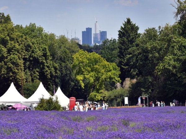 purple paradise, mayfield farm, mayfield farm surrey, lavender farms, lavender farms surrey, travel in UK, London, places to visit in London, mayfield farm timing, mayfield farm booking 