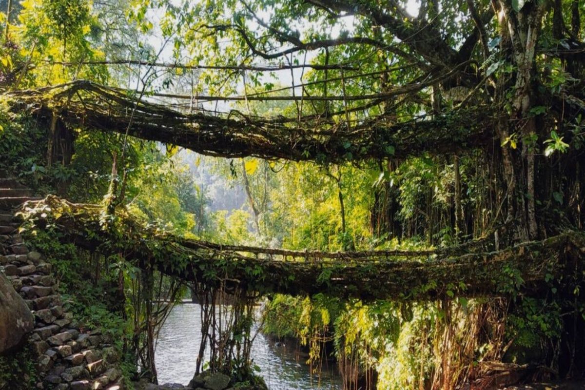 Residing Root Bridge: A Meghalayan Marvel Preserving Pure Heritage
