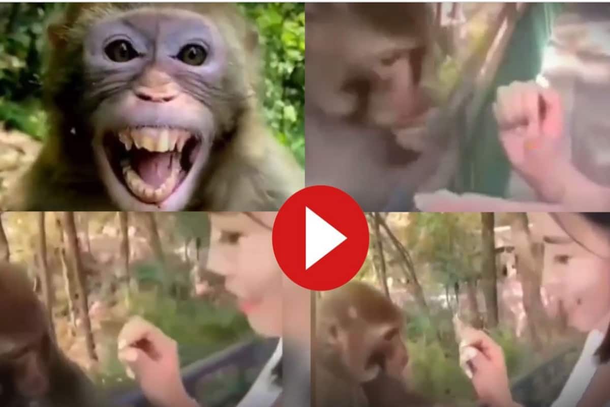 Viral Video: Naughty Monkey Slaps Girl After She Is Done Feeding Him, Video  Is Too Funny | Watch