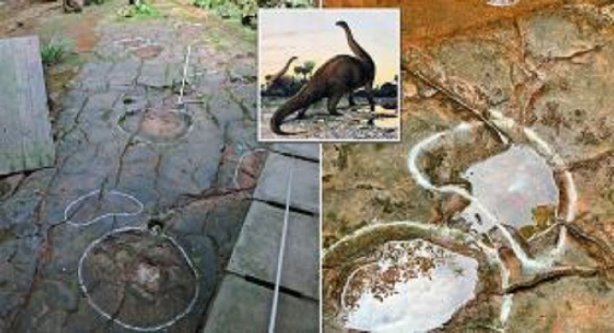 Footprints of Worlds Largest Dinosaur Species That Lived 100 Million Years  Ago Found in China Restaurant