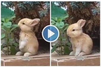 Viral Video: Little Rabbit Eats Leaves From a Plant In the Cutest Way Possible, Netizens Say Aww | Watch Viral Video: Little Rabbit Eats Leaves From a Plant In the Cutest Way Possible, Netizens Say Aww | Watch
