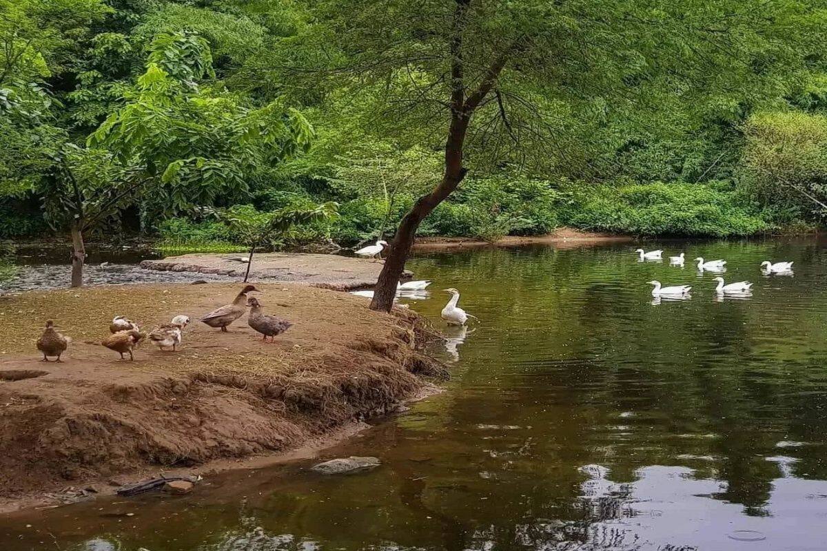 Good News Nature Lovers Delhis Sanjay Van To Host First Ever Dragonfly Festival In July