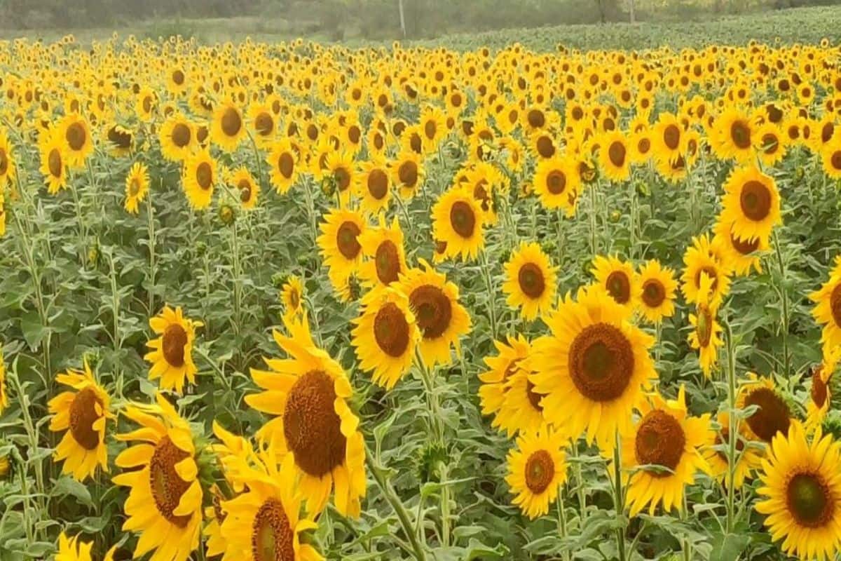 Gundlupet Sunflower Field Why This Hidden Gem In Karnataka Is ...