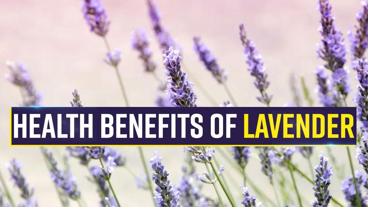 Best Known For Its Fragrance, Lavender Also Helps Cure Side Effects of Cancer