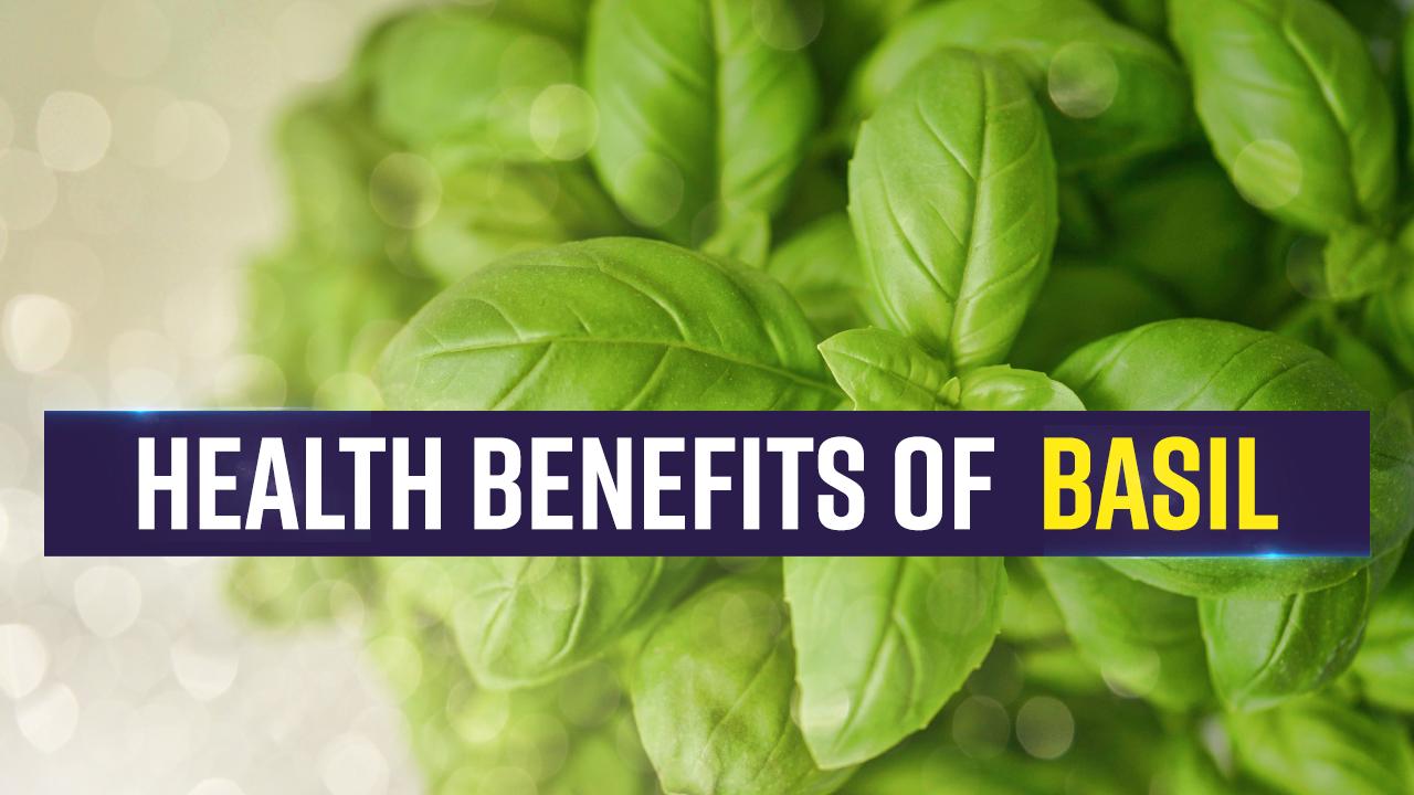 Health Benefits Of Basil From a Happy Tummy To Clear Skin Basil Leaves Work Wonders For Our Body Watch