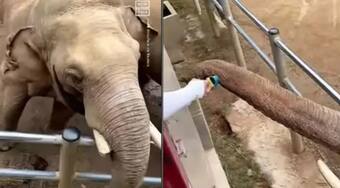 In Heartwarming Video, Helpful Elephant Returns Child's Shoe That Fell Into Zoo Enclosure | Watch In Heartwarming Video, Helpful Elephant Returns Child's Shoe That Fell Into Zoo Enclosure | Watch