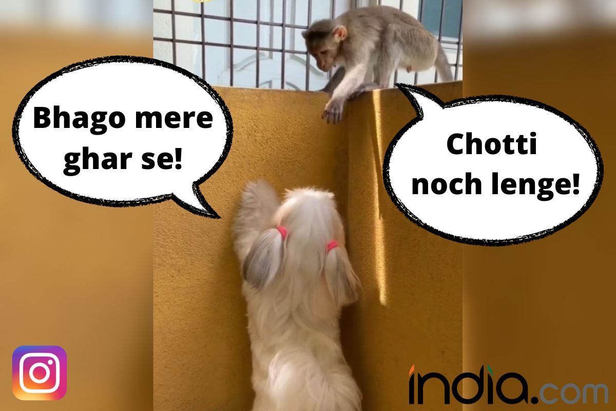 Viral Video: Doggie Fights With Monkey In Hindi As He Threatens To Pull Her  Ponies. Watch Hilarious Reel