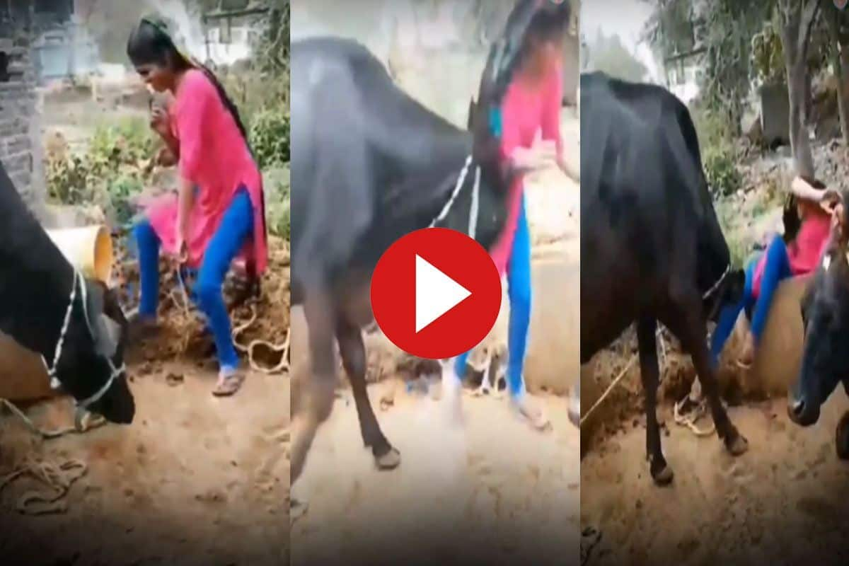 Viral Video: Girl Dances In Front Of Buffalo As It Eats, Gets Pushed Over  Fence Angrily. Watch