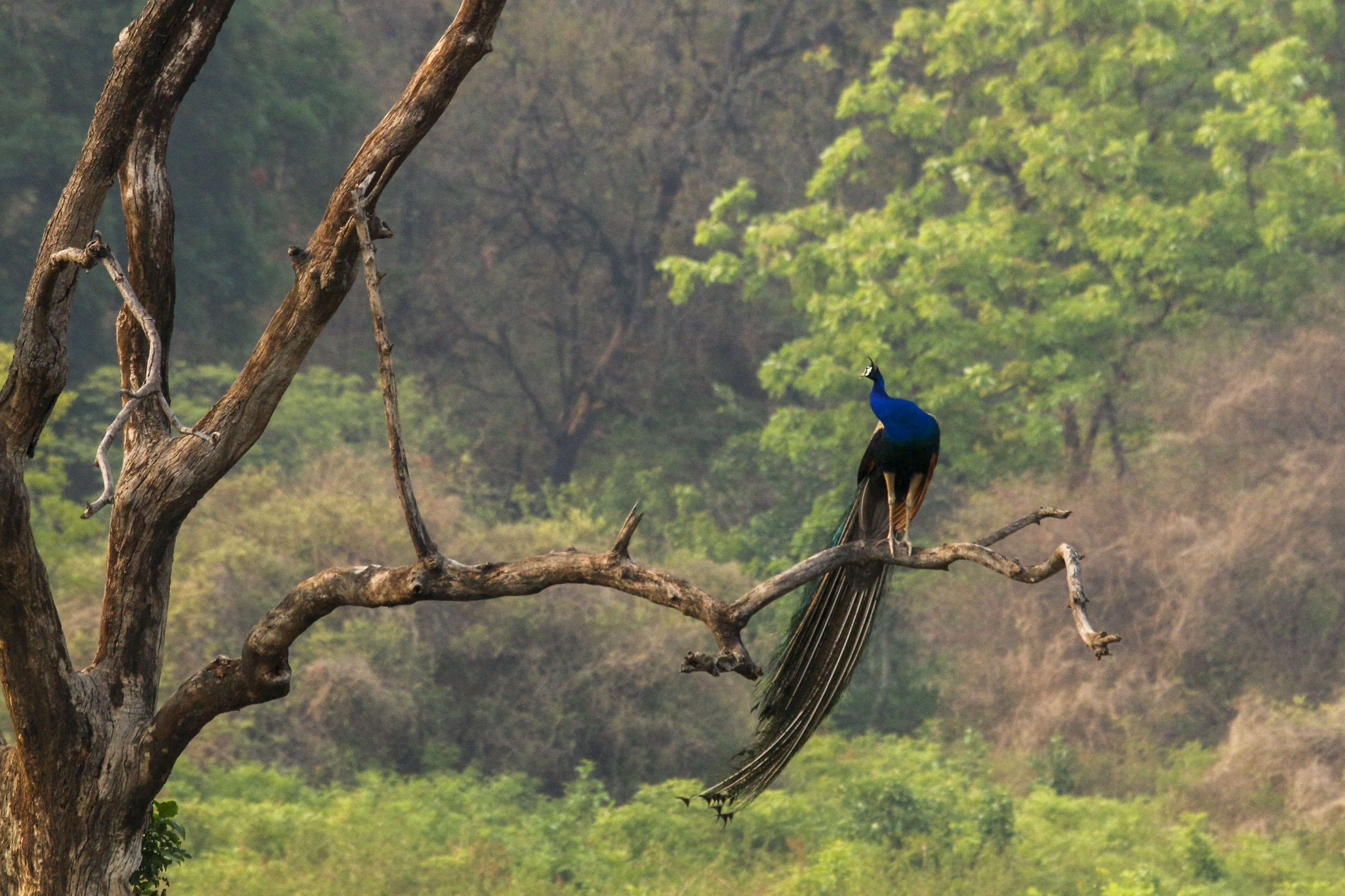 Jim Corbett