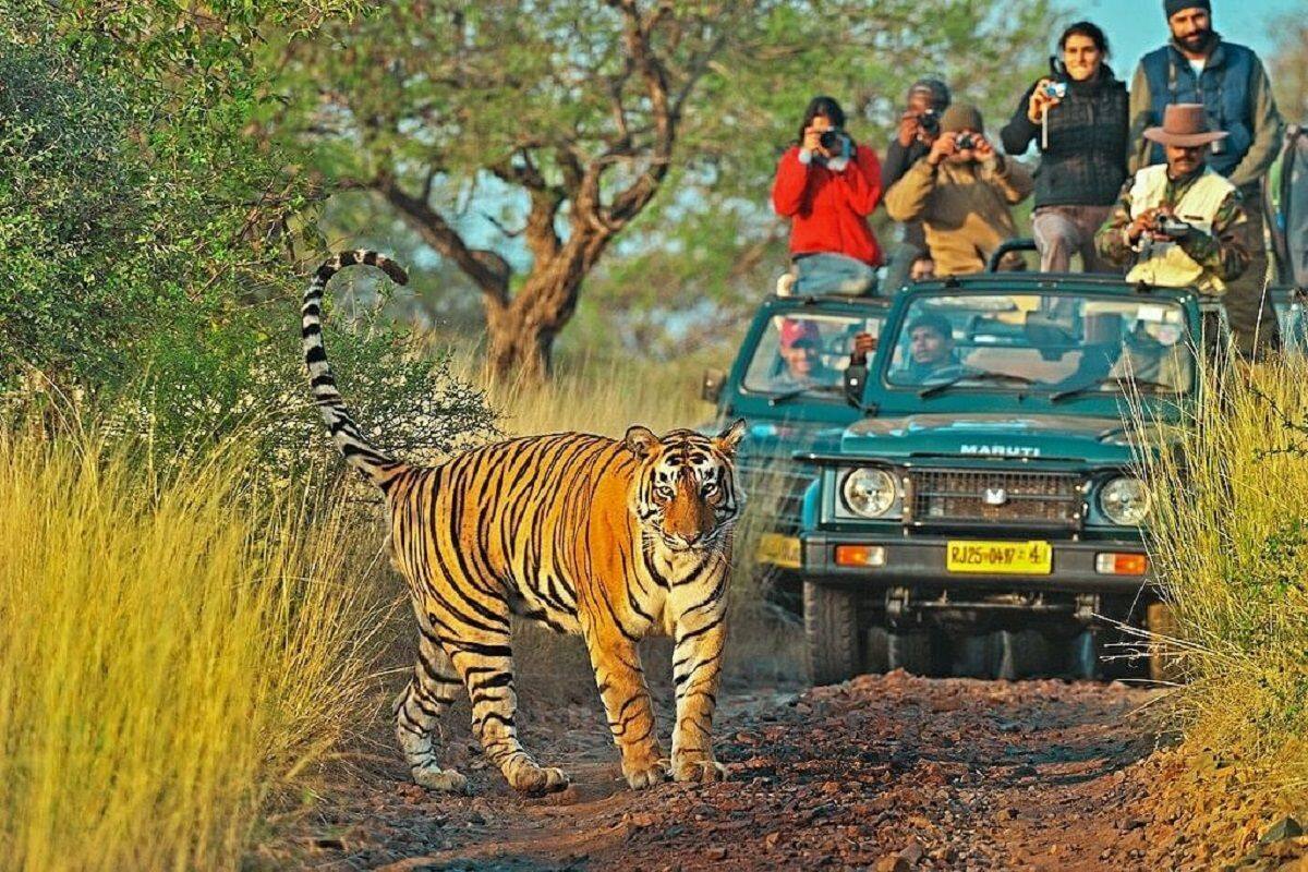 दिल्ली से 463 किमी दूर है रणथंभौर राष्ट्रीय उद्यान, 392 वर्ग किमी में है फैला, इस बार बनाइये यहां का टूर