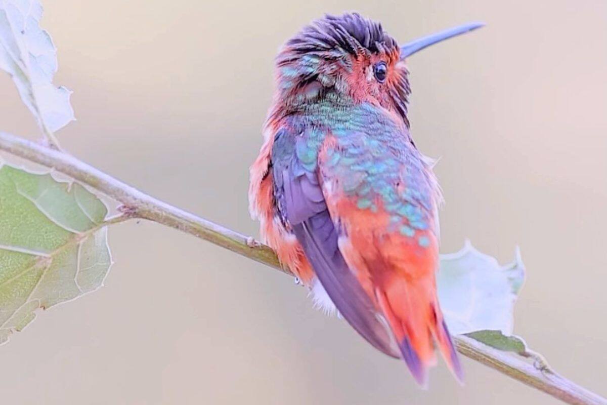 Beautiful Hummingbird Full of Colours Mesmerises Netizens, Viral ...