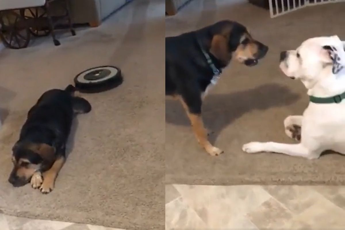 Viral Video Vacuum Cleaner Attacks Sleeping Dogs Tail, He Blames The