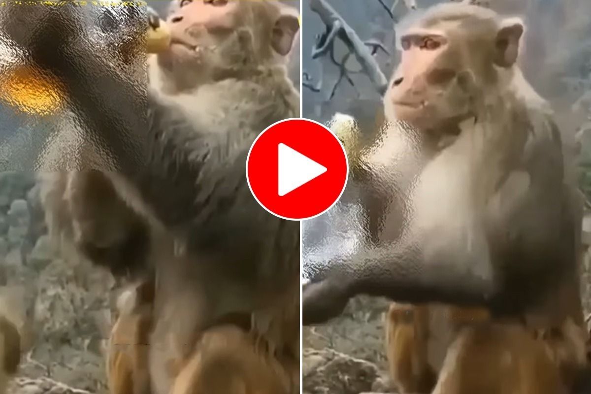 Viral Video: Sad Monkey Drinks Alcohol, Drowns His Sorrows Like Kabir  Singh. Watch