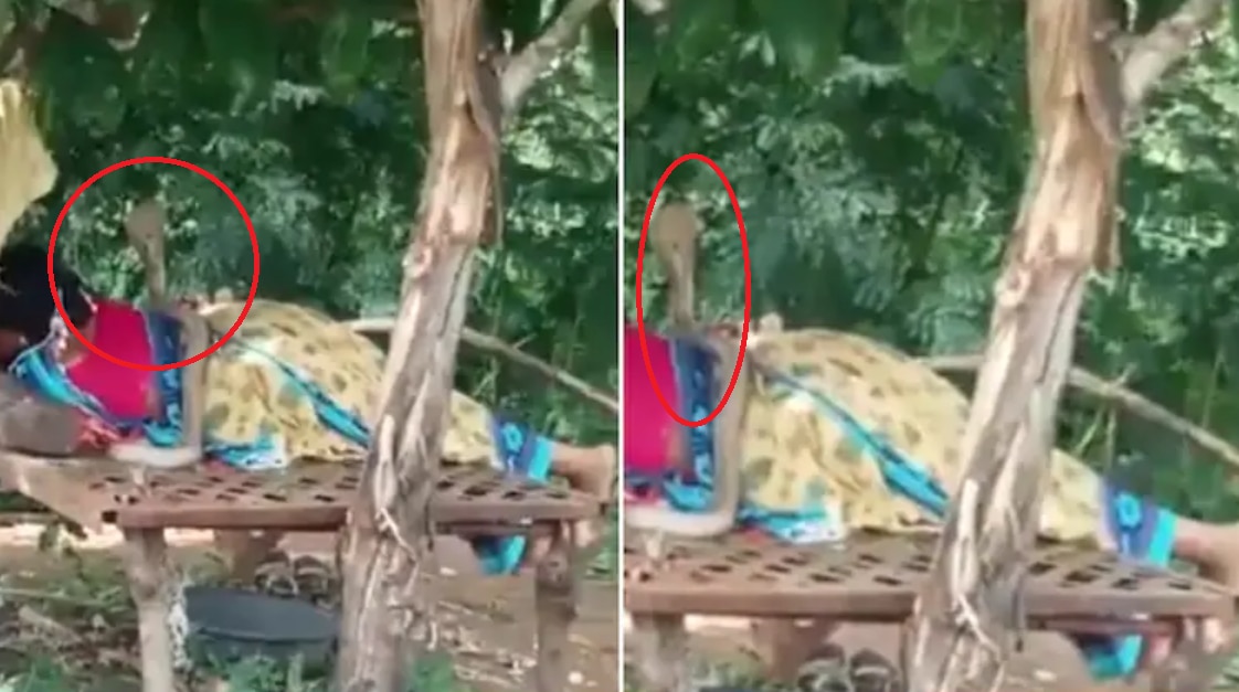 Cobra Climbs on Sleeping Woman, Casually Chills There For An Hour