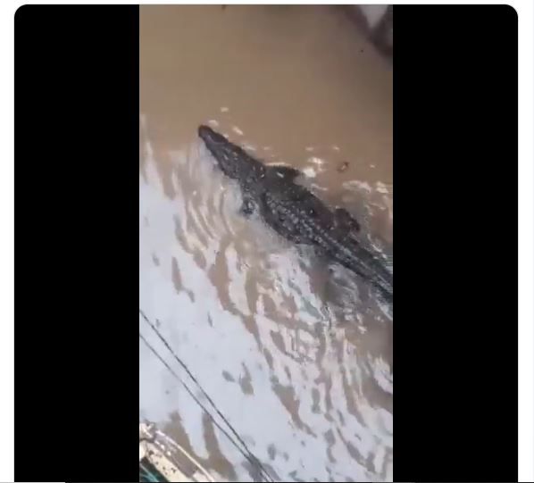 Video: Crocodile Enters Residential Colony Amid Heavy Rains In Mp