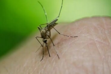 Kerala Witnesses Rise in Dengue Cases, Issues Alert In These Districts | Check Full List of Guidelines  