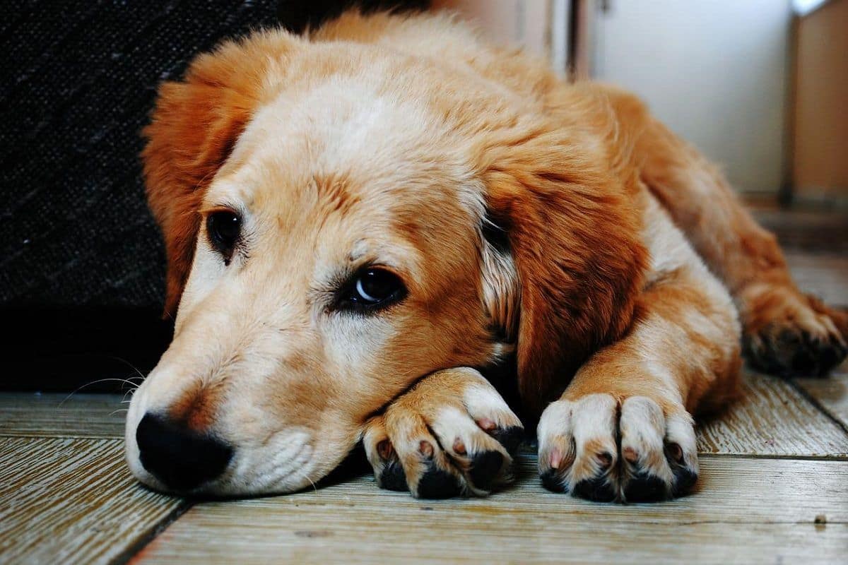 Do Dogs Really Cry When They Are Reunited With Their Owners Scientists Say  They Have Brimming feelings Too