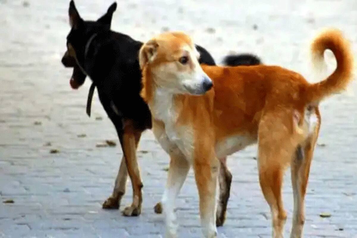 If Stray Dogs Attack People, Those Feeding Them Could Be Held Liable:  Supreme Court