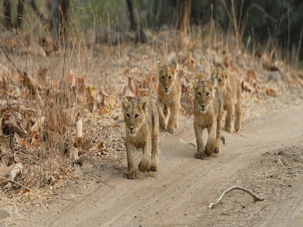 Travel Articles | Travel Blogs | Travel News & Information | Travel Guide |   Lion Day 2022 5 Places In India To Catch A Glimpse Of The  Mighty King Of The Jungle