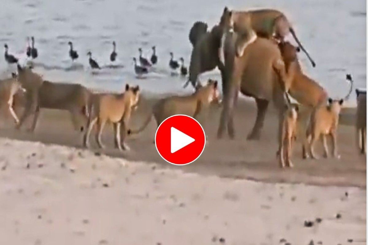 Viral Video: Lone Elephant Fights For His Life Against 14 Lionesses. Watch  Who Wins