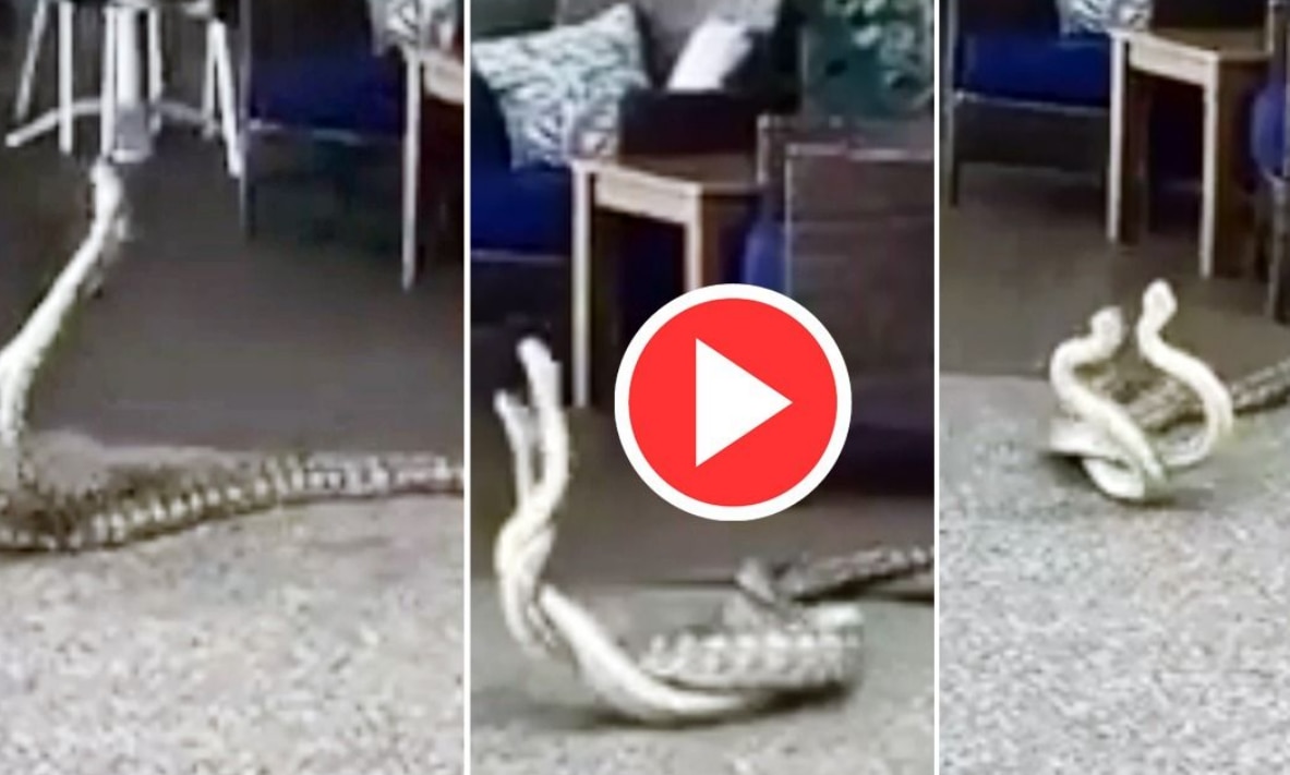 Naag-Naagin Ka Pyar: 2 Snakes Indulge in Mating Dance, Internet is  Fascinated | Watch Viral Video