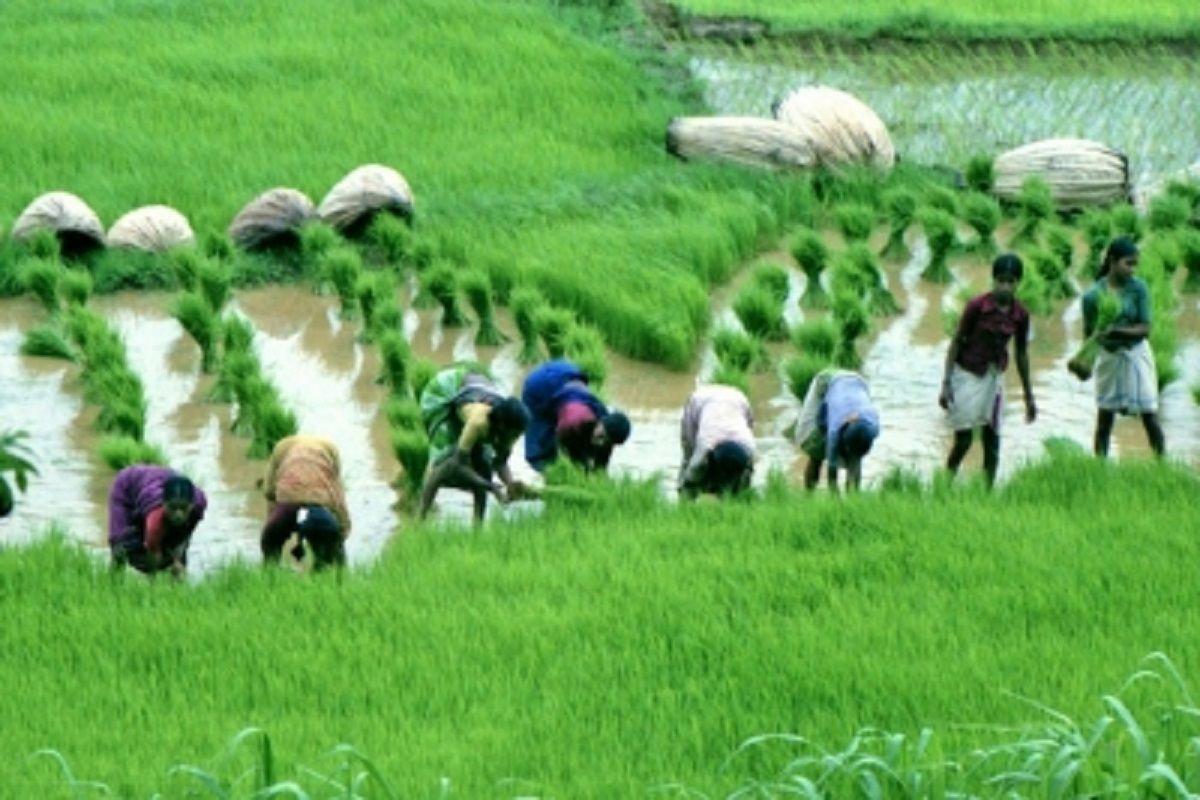 govt-clears-launch-of-iffco-nano-dap-fertilizer-check-price-other