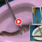 Viral Video: Snake Seen Emerging Out of Toilet Bowl, Leaves Internet Horrified | Watch