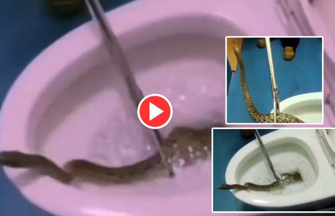 Shocking! Video of snake emerging from toilet bowl in Texas bathroom goes  viral - BusinessToday